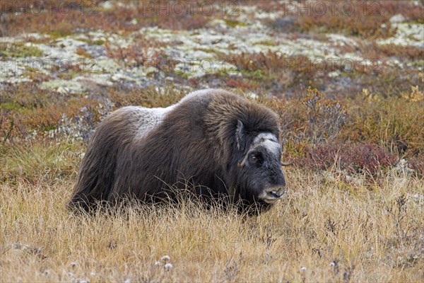 Muskox