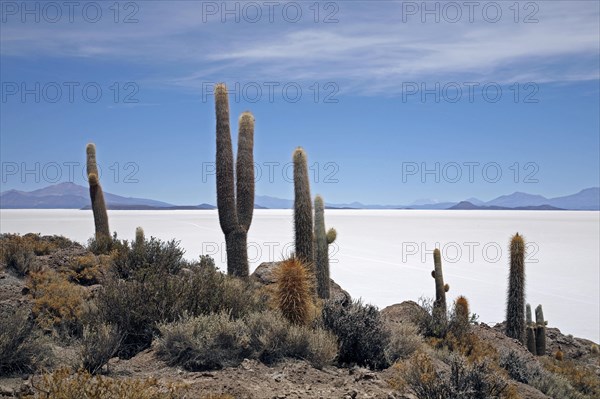 Cacti