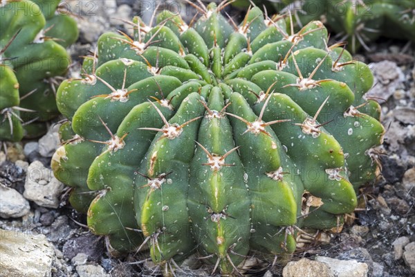 Echinopsis frankii