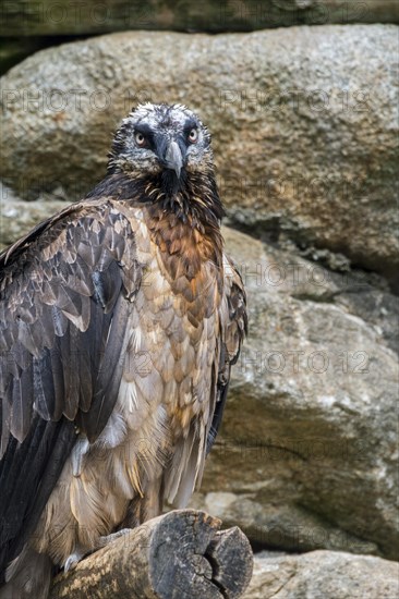 Bearded vulture