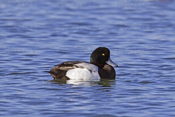 Greater scaup