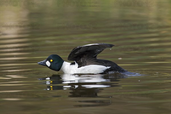 Common goldeneye