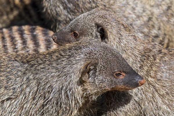 Snuggling banded mongooses