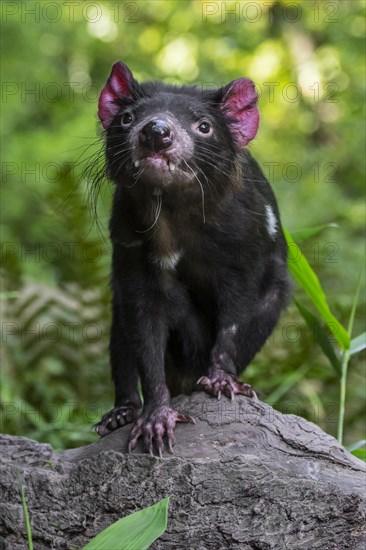 Tasmanian devil