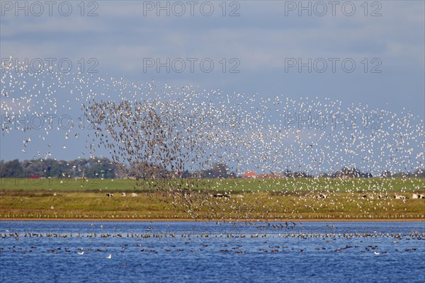 Dunlin