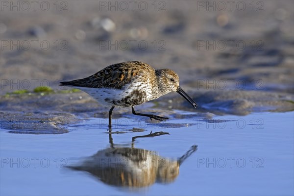 Dunlin