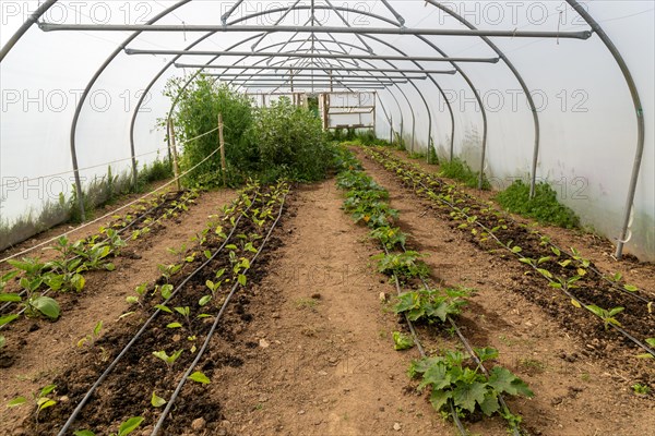 Henri's Field growing area