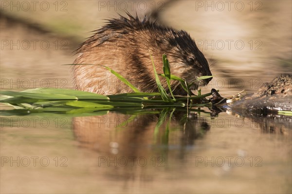 Muskrat