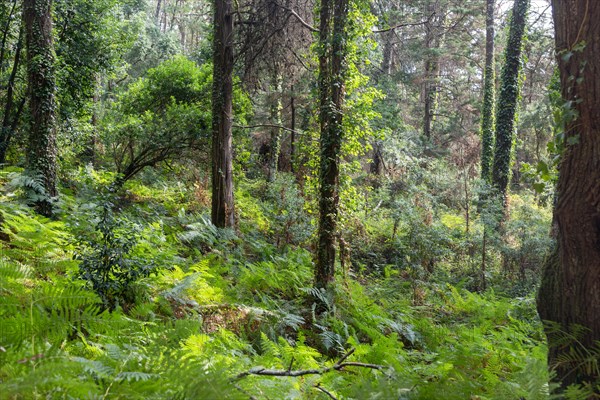 Deciduous woodland trees