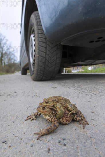 Common toad