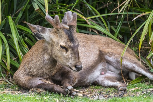 Indian hog deer