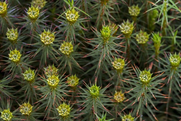 Juniper haircap