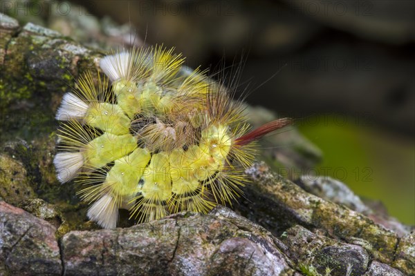 Pale tussock