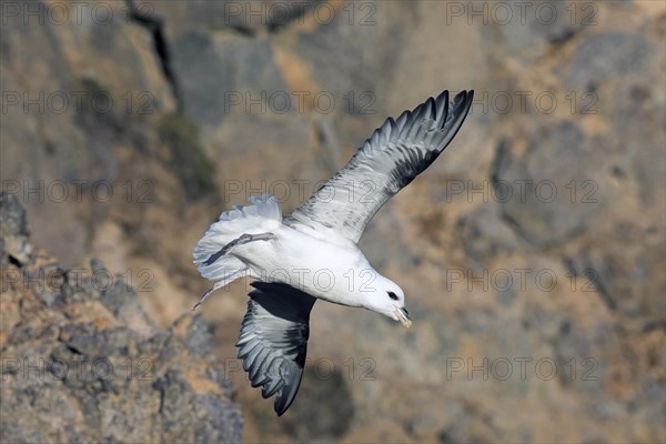 Northern fulmar