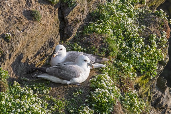 Northern fulmars