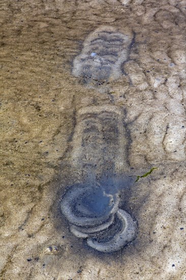 Traces by gulls in shallow water on mudflat from foot-paddling to whirl up small animals lying in the mud like mollusks