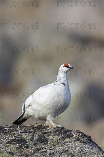 Rock ptarmigan