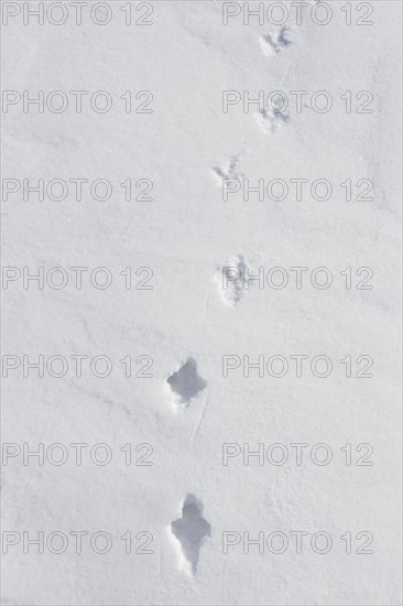 Rock ptarmigan