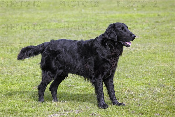 Black flat-coated retriever