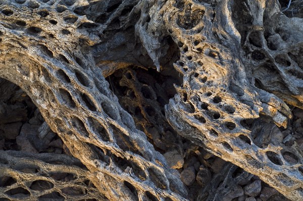 Cholla cactus skeleton