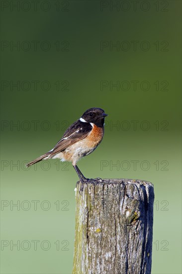 European Stonechat