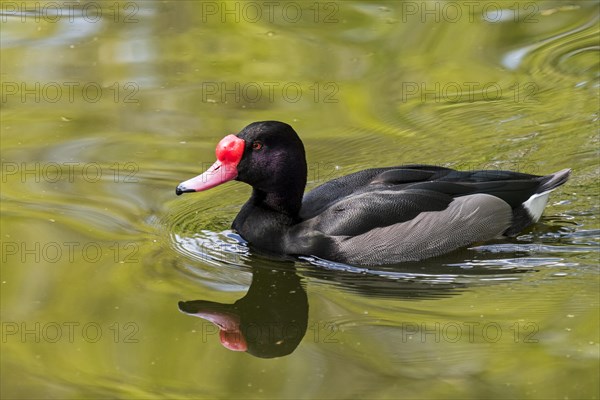 Rosy-billed pochard