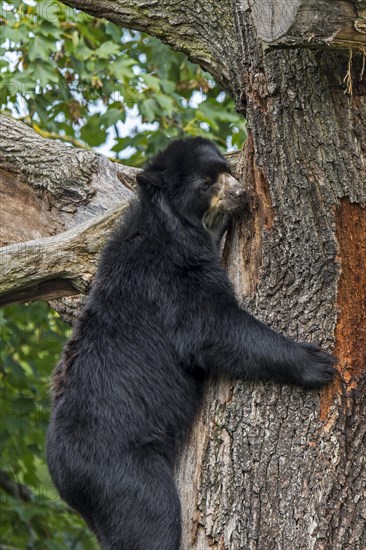 Spectacled bear