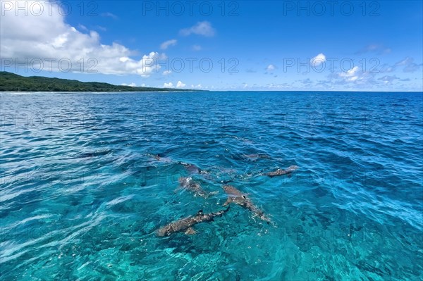 In foreground Blacktip reef sharks