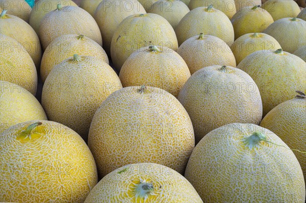 Cantaloupe melons