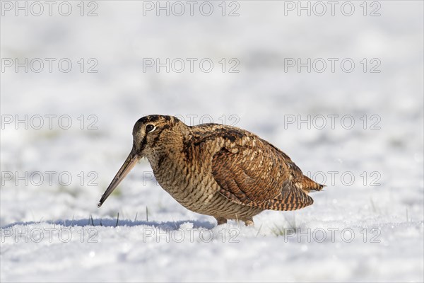 Eurasian woodcock