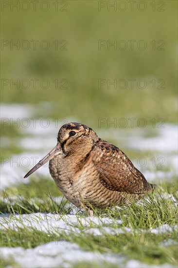 Eurasian woodcock