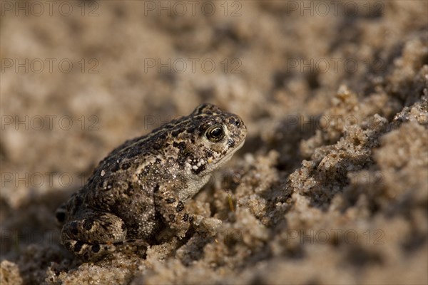 Natterjack toad