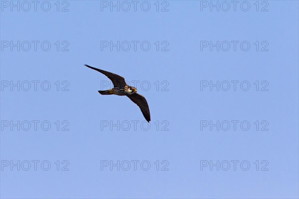 Eurasian Hobby