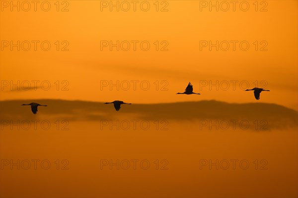 Migrating flock of common cranes