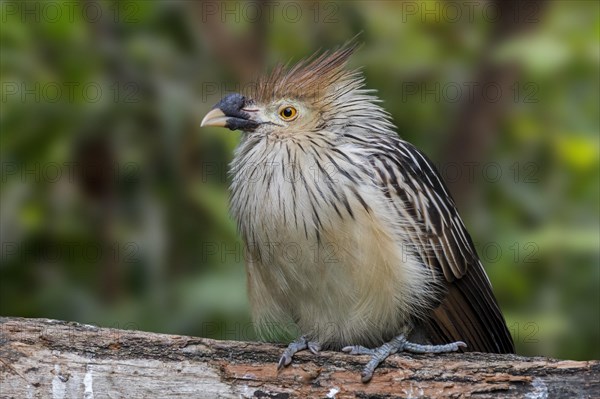 Guira cuckoo