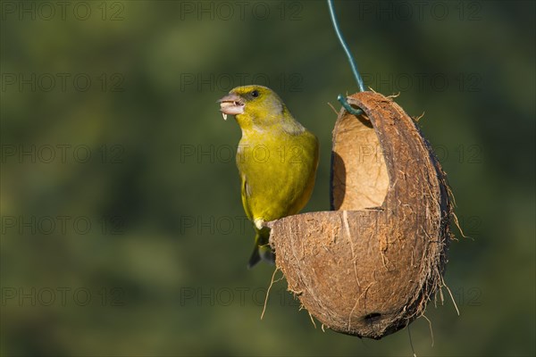 European greenfinch