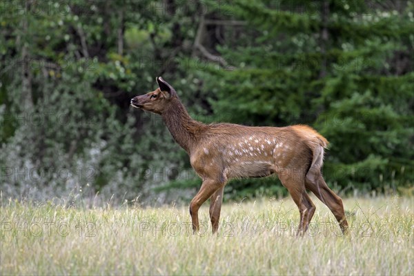 Elk