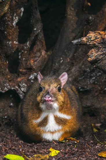 Lesser mouse-deer