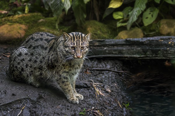 Fishing cat