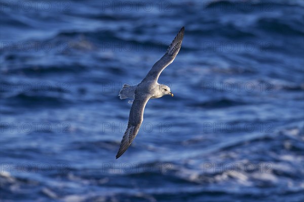 Northern fulmar