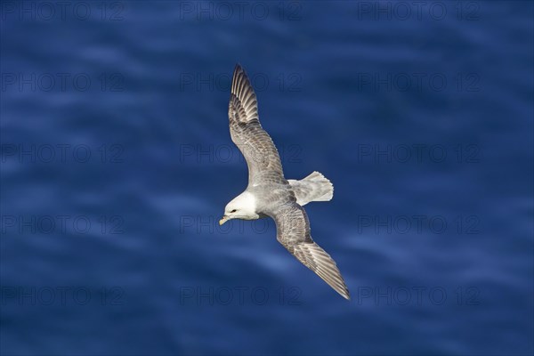 Northern fulmar