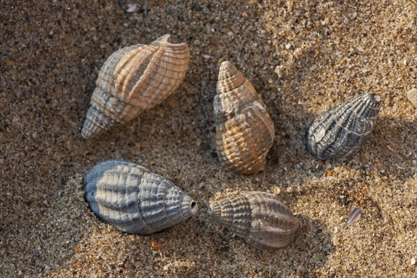 Netted dog whelk