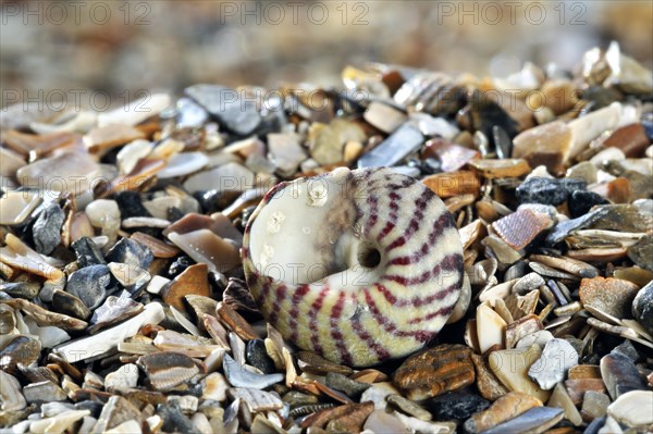 Flat top shell