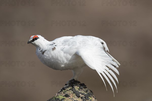 Rock ptarmigan