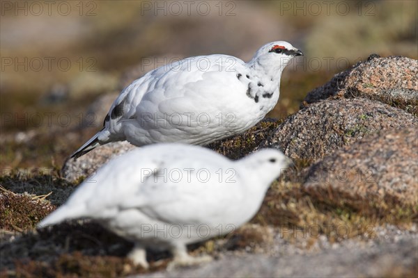 Rock ptarmigan