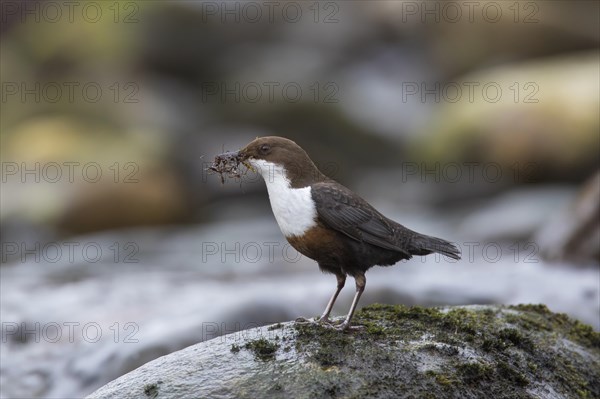 White-throated dipper