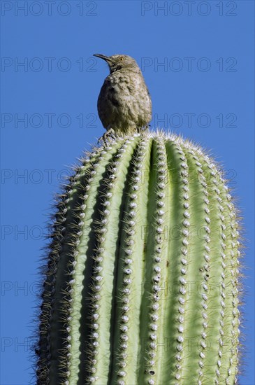 Curve-billed Thrasher