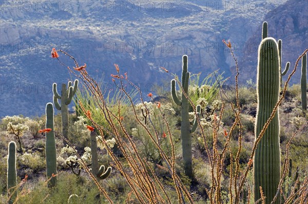 Ocotillo