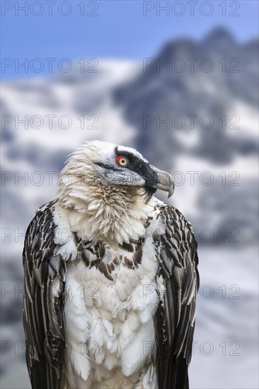 Bearded vulture