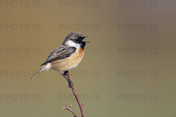 European stonechat